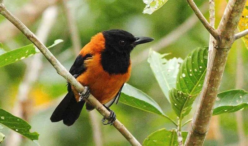 Hooded Pitohui – Poisonous Bird Of New Guinea