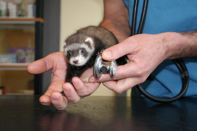 Health Risks Can Multiply Between Ferrets