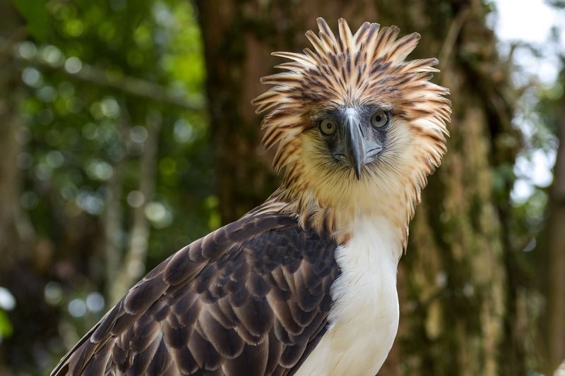 Philippine Eagle