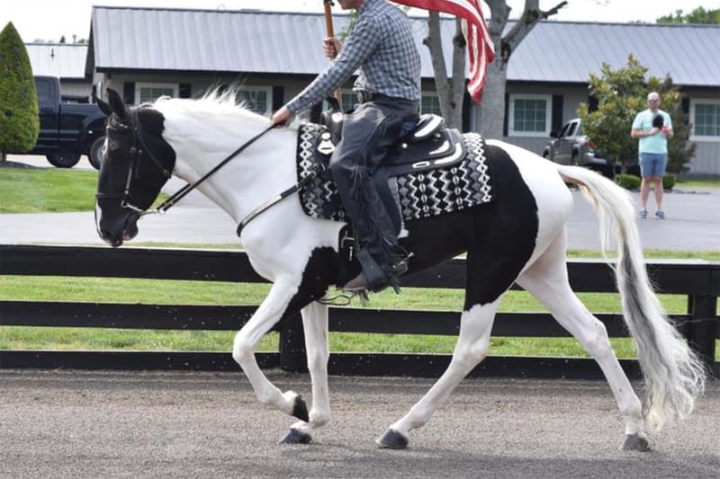 Spotted Saddle Horse