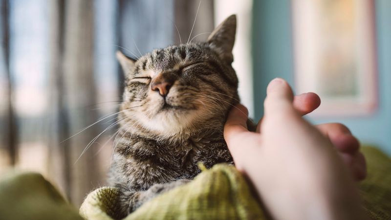Respect The Paw Zone