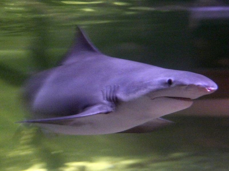 Northern River Shark: The Kimberley's Secret