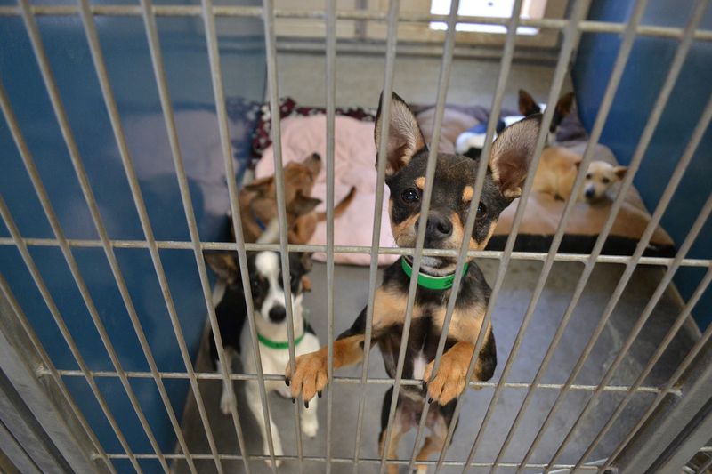 Chihuahuas Flood Shelters In Many Regions
