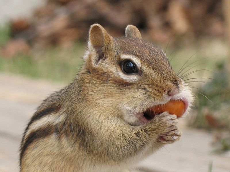 Powerful Chewing Muscles