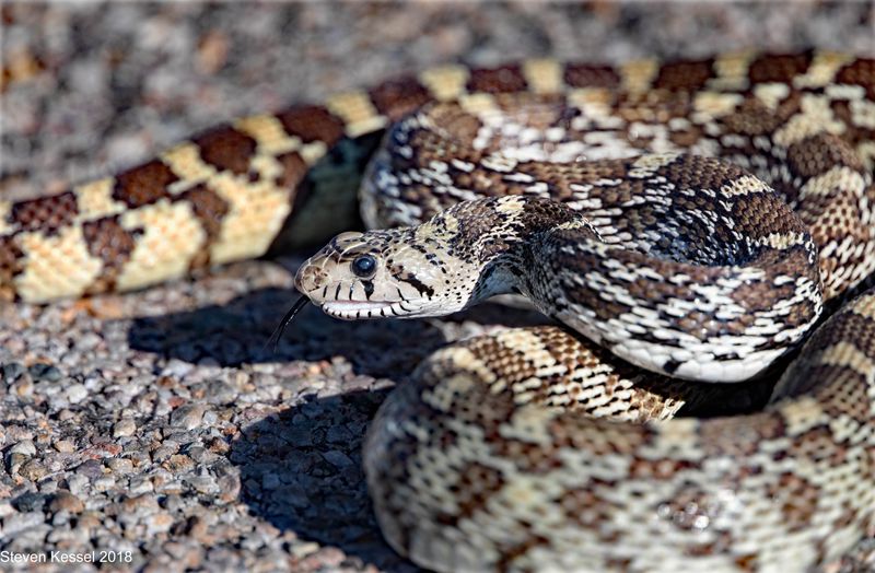 Gopher Snake