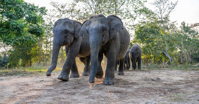 Asian Elephant