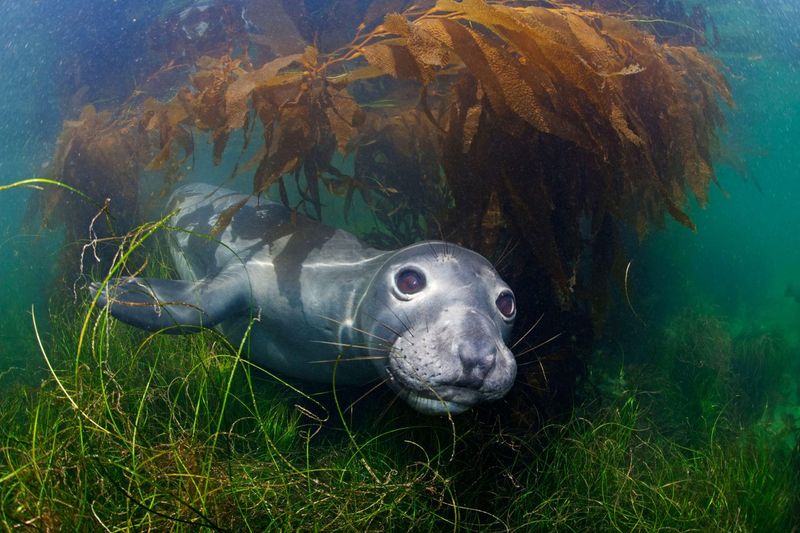Southern Elephant Seal