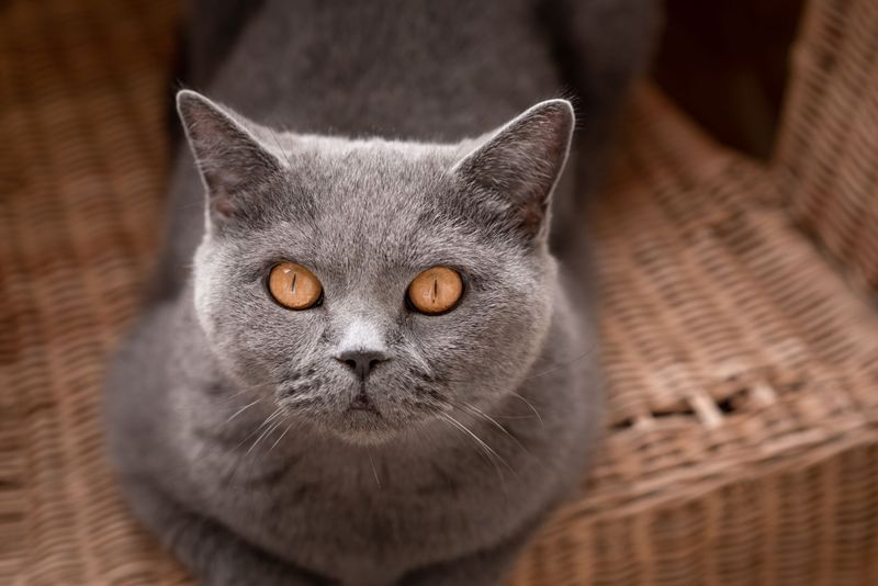 British Shorthair: Cheshire Cat Smiles