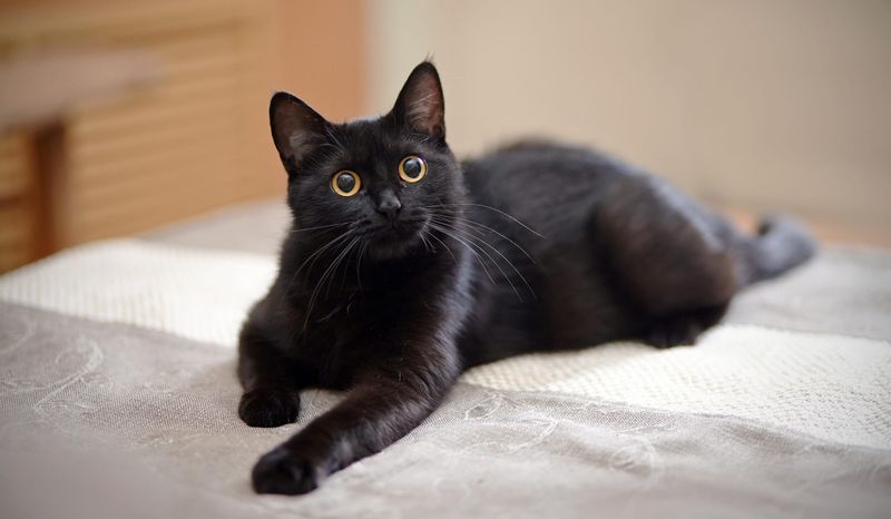 Domestic Shorthair: The Shelter Superstar