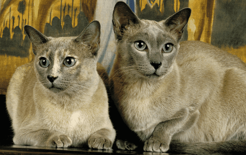 Tonkinese