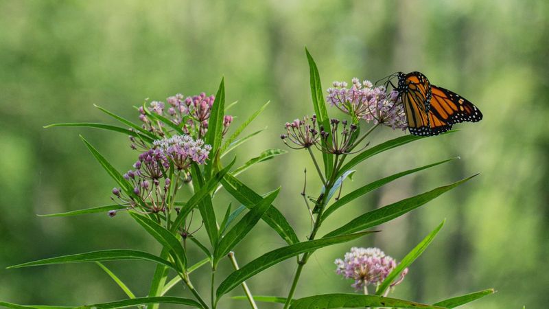 Mexican Whorled Milkweed (Asclepias Fascicularis)