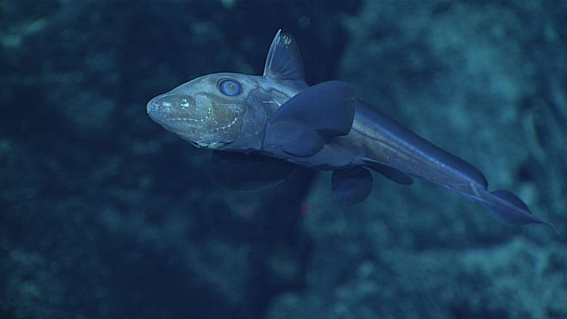 Gossamer Lanternfish