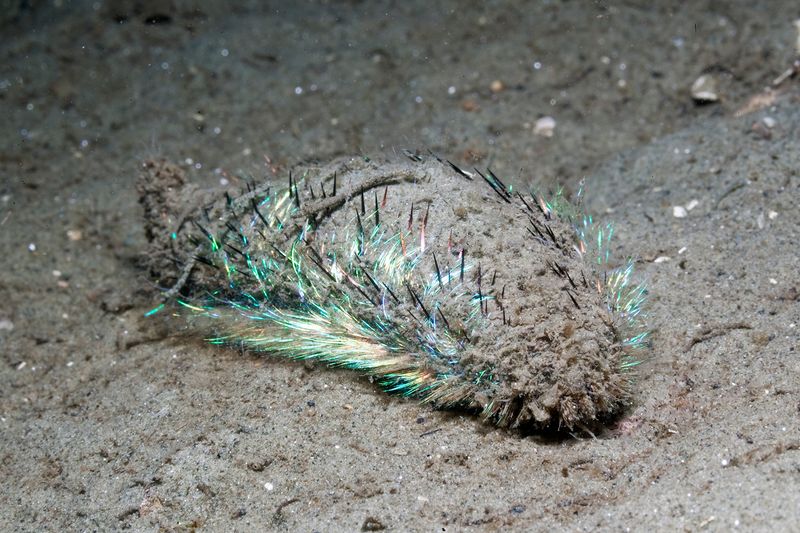 Iridescent Sea Cucumber