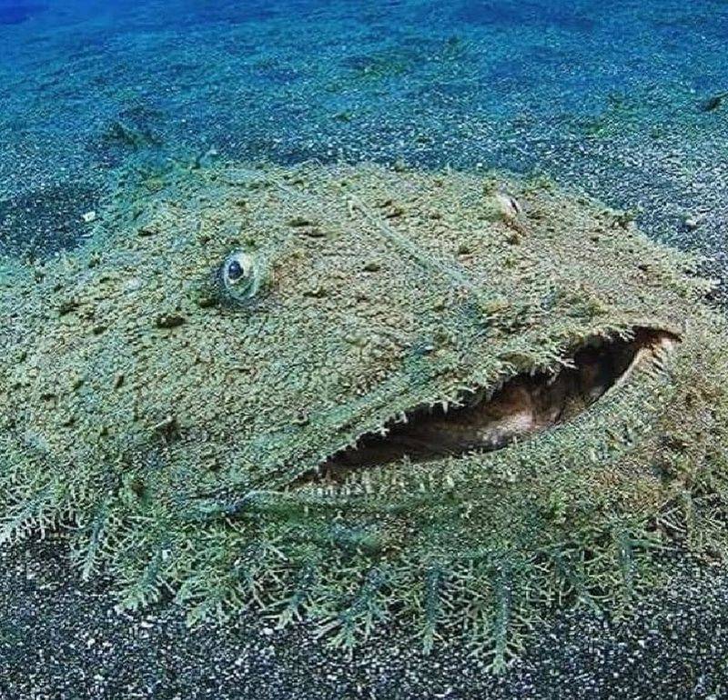 Tasselled Wobbegong