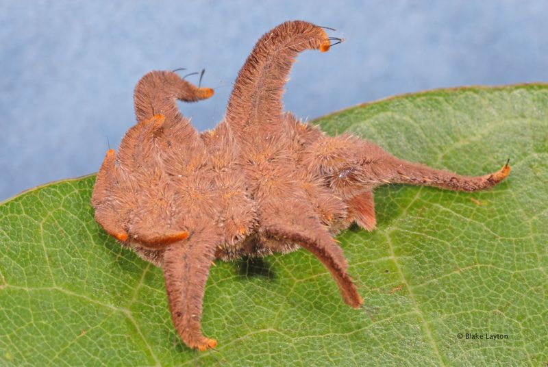 Hag Moth Caterpillar (Monkey Slug)