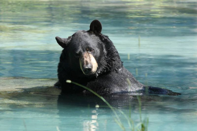 Florida Black Bear – The Swamp's Secretive Shadow