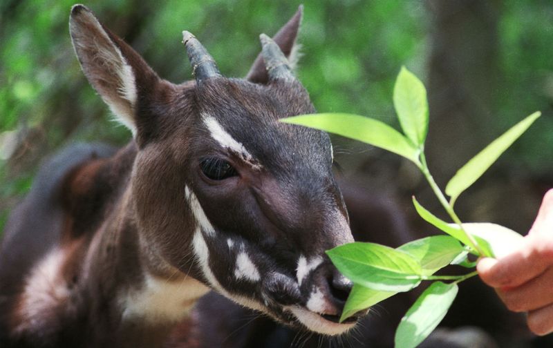 Saola, The Asian Unicorn's Last Stand