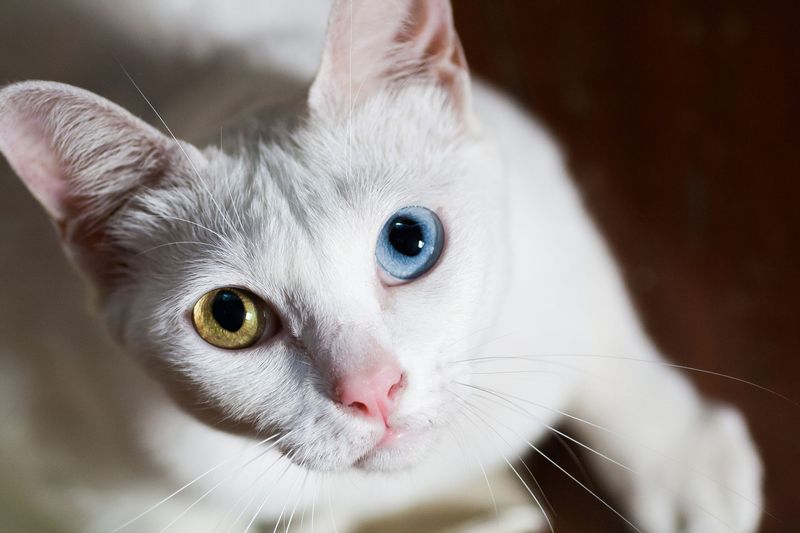 Pretty-Eyed Khao Manee