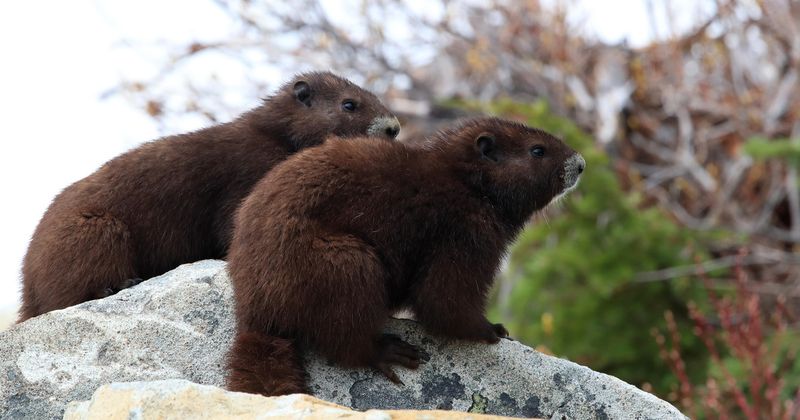 How Conservation Efforts Are Making A Difference For North America's Rarest Mammals