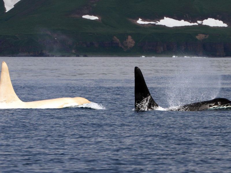These Sightings Offer Insights Into Orca Genetics And Conservation