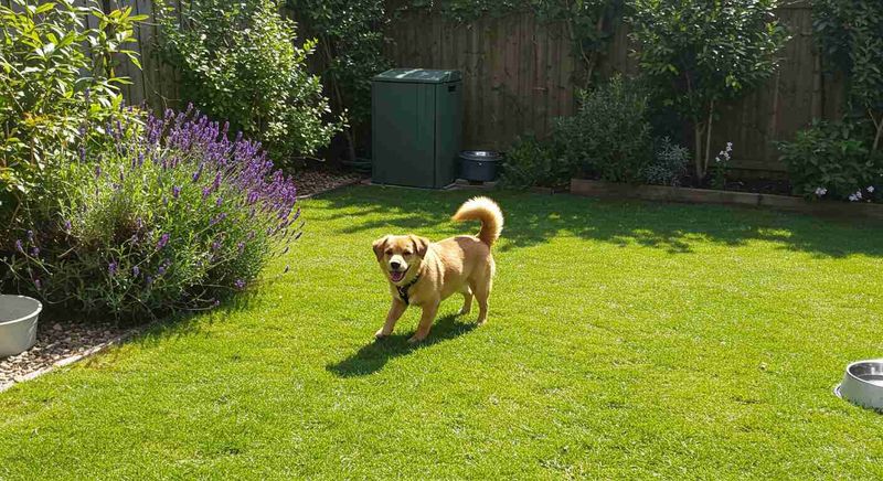 Pet-Safe Landscaping Alternatives