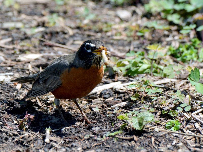 Summer: Abundant Invertebrates