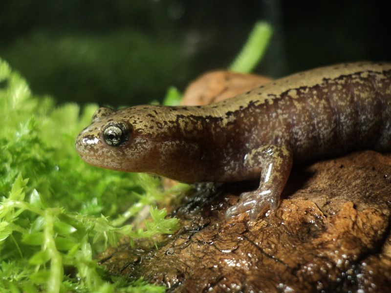 Siberian Salamanders