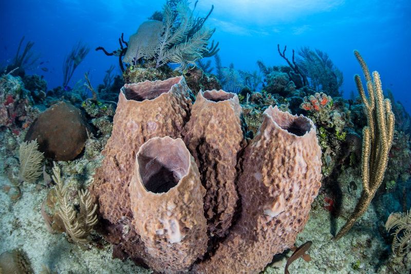 Giant Barrel Sponge