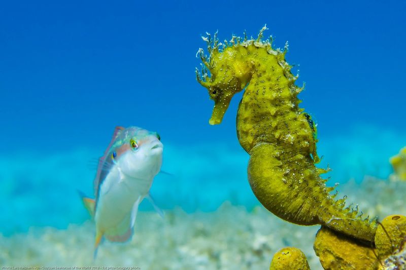Seahorse