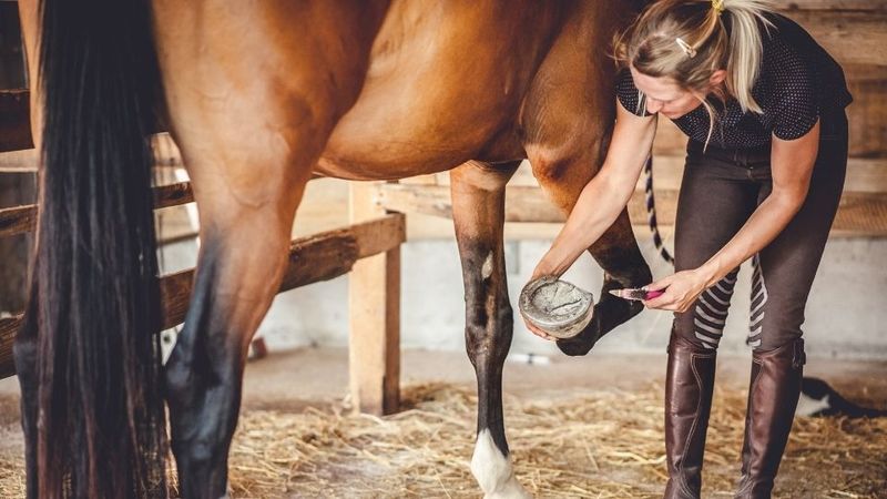 Introduce Proper Hoof Care