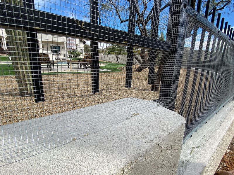 Snake-Proof Your Property – Create A Buffer Zone