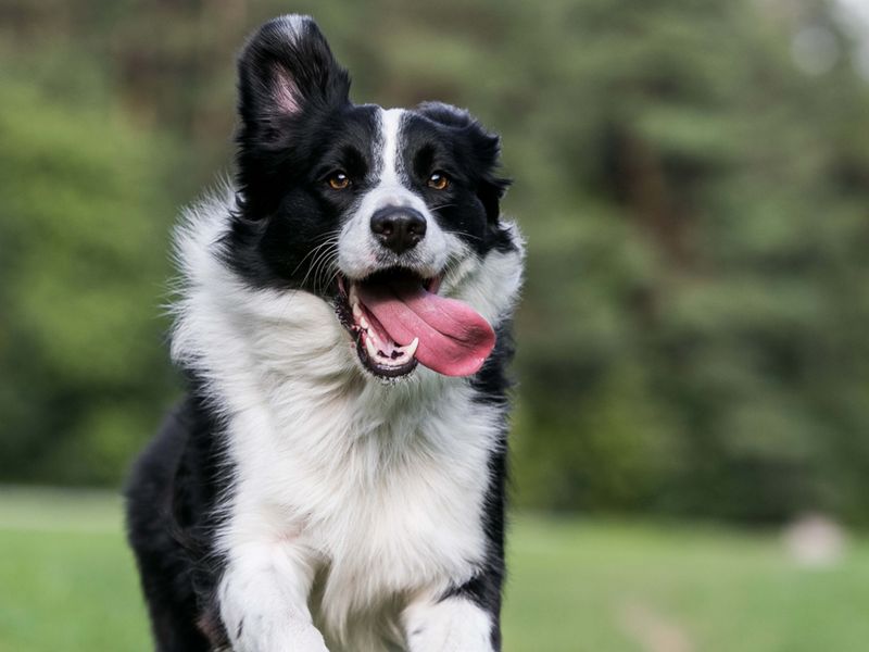 Bonded Border Collies
