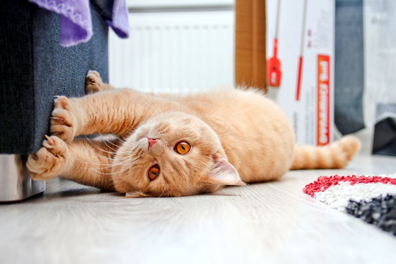 Scratching Furniture