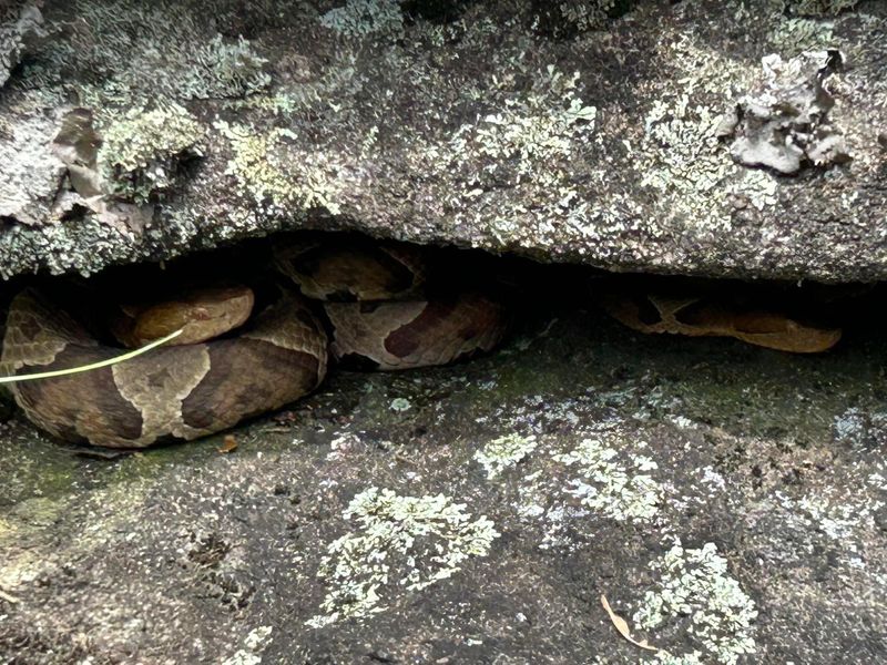 Reaching Into Rock Crevices