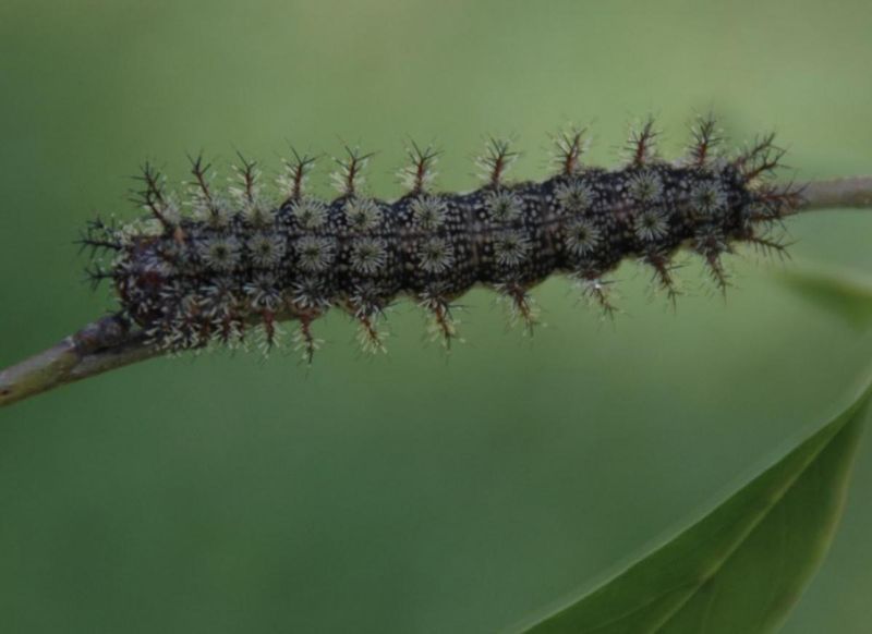 Buck Moth Caterpillar