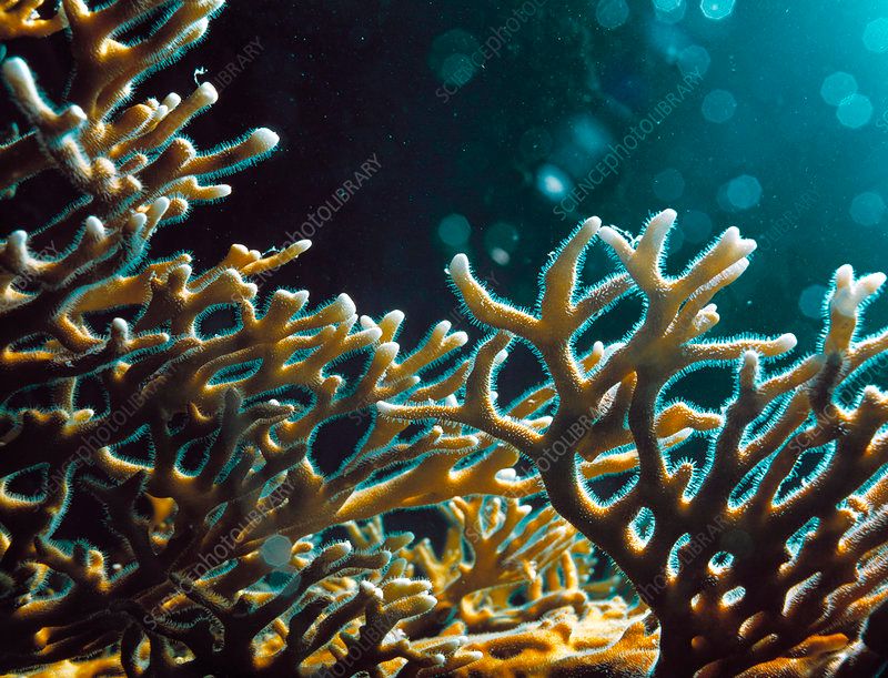 Fire Coral