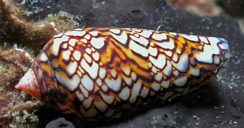 Cone Snails