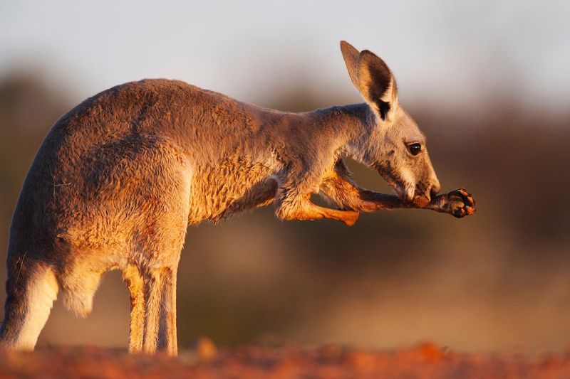 Kangaroo's Spit-Cooling Method