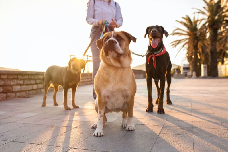 Dogs Get Us Moving And Keep Us Active