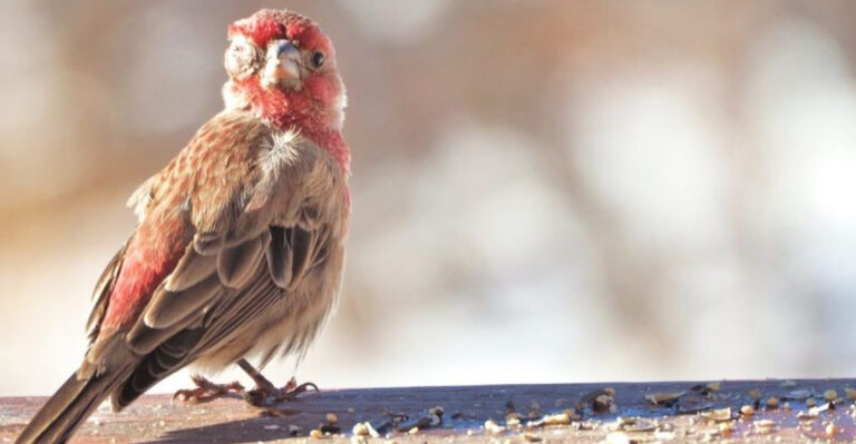 Study Shows Pet Flea Treatments Are Poisoning Wild Birds
