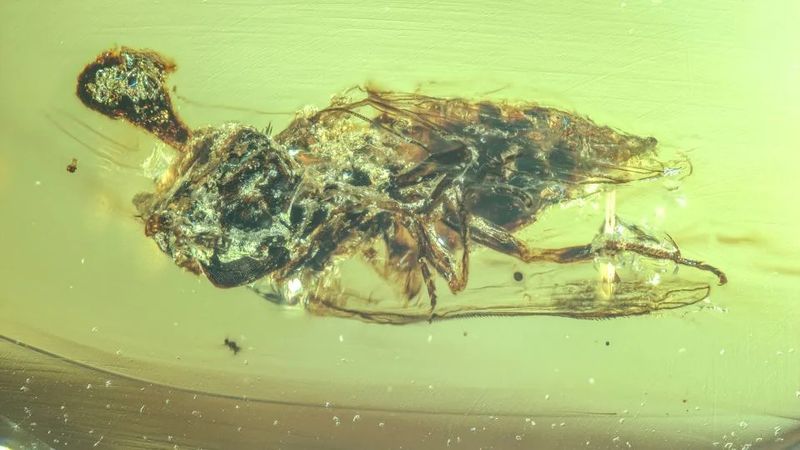 The Discovery Of The 'Last Of Us'-Style Fungus In Ancient Amber