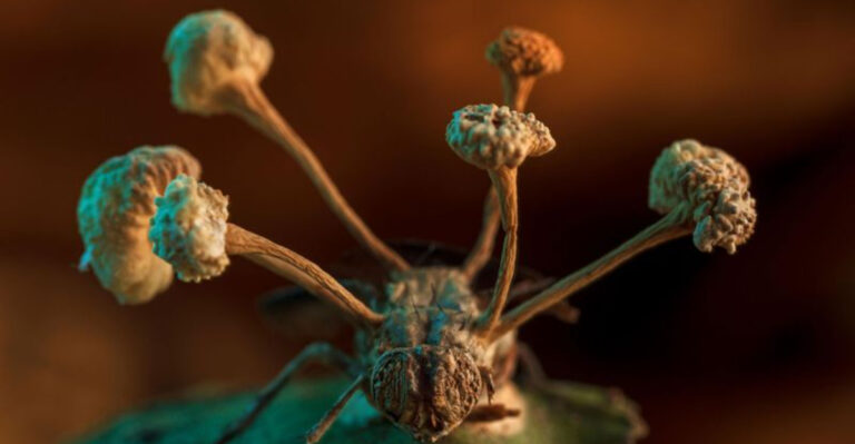 Stunning Amber Discovery Unveils ‘Last Of Us’-Style Fungus From Dinosaur Era