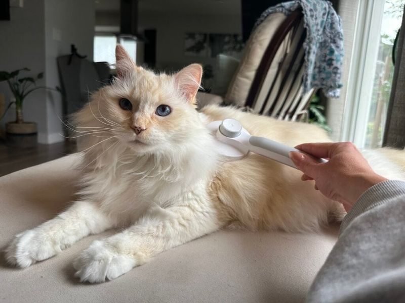 Regular Brushing Prevents Hairballs