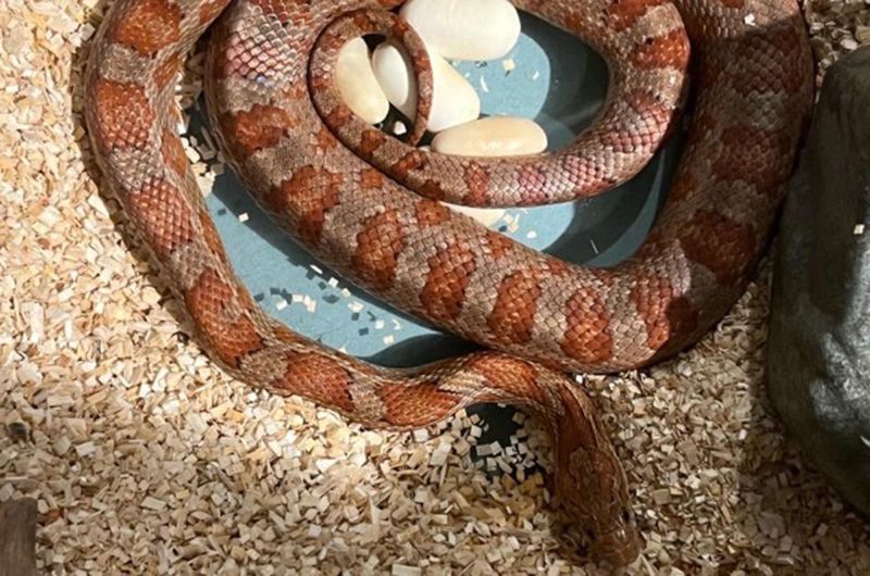 Similar Egg-Laying Habits