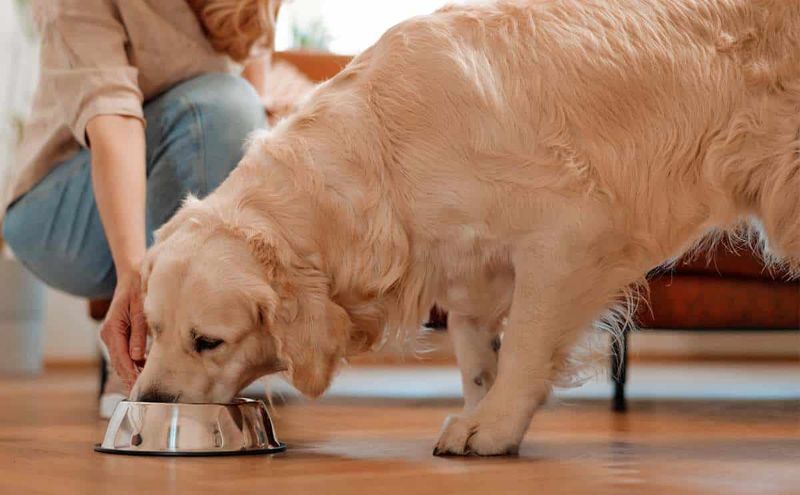 Meal Times Turn Into Speed-Eating Contests