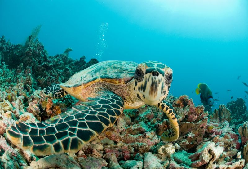 Hawksbill Sea Turtle