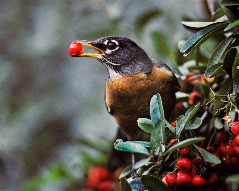 Late Summer: Transition To Fruits