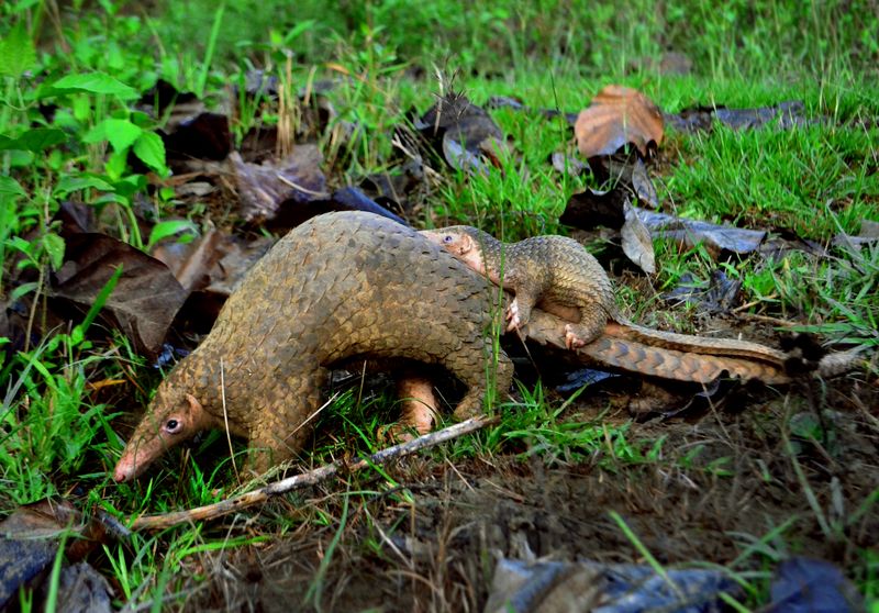 Philippine Pangolin (Manis culionensis)