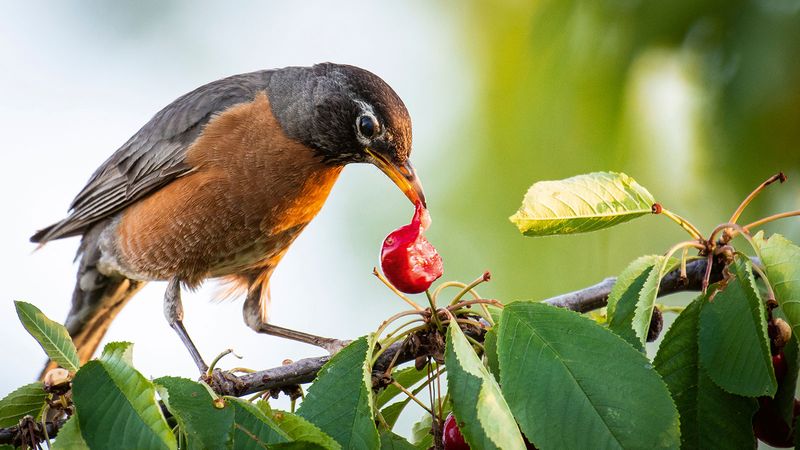 Fruit Tree Windfall