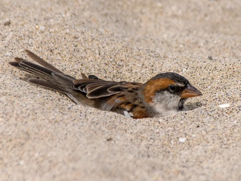 Create Dust Bathing Spots